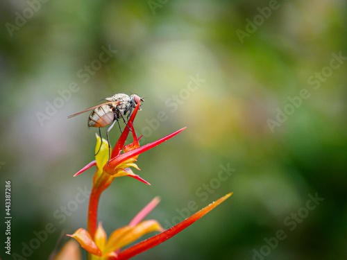 insect 
macro
fly 
nature
green
