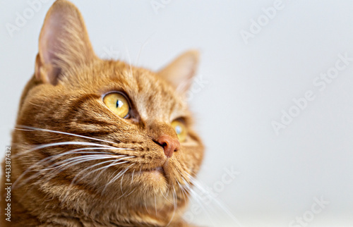 Fototapeta Naklejka Na Ścianę i Meble -  the muzzle of a red cat from below, in a partial blur on a light background