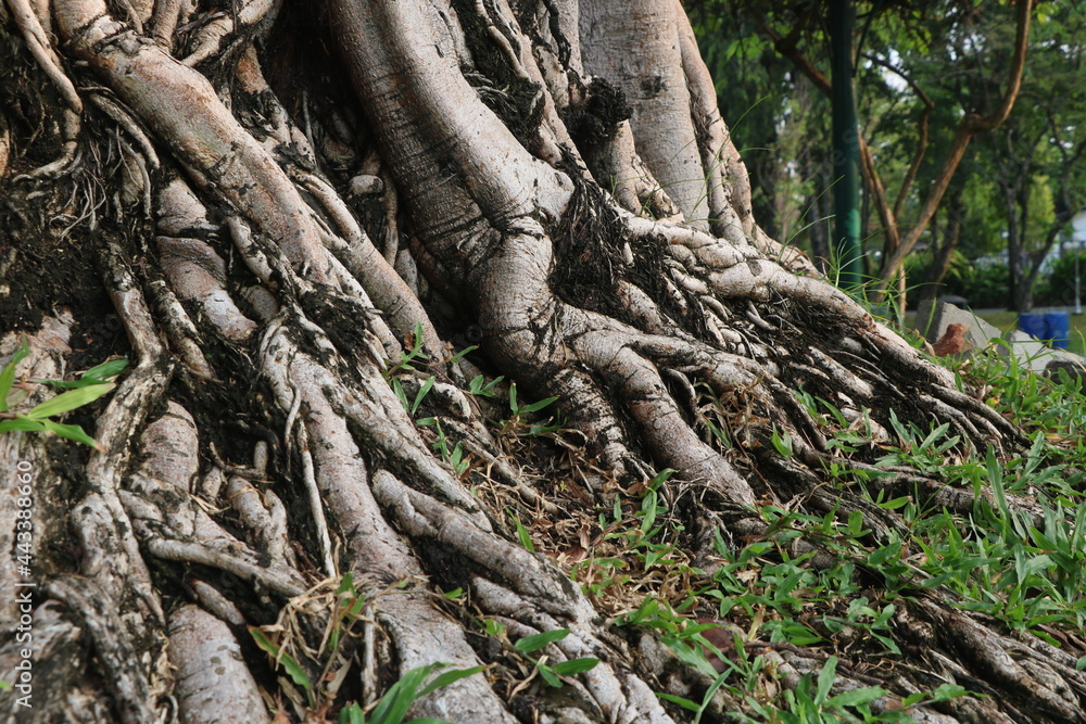 Tortuous brown both small and big roots Tortuous brown both small and big roots