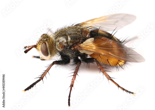 Yellow-bellied fly, Tachina praeceps isolated on white background, side view and macro