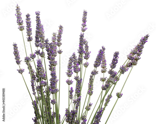 Lavender flowers isolated on white background  clipping path