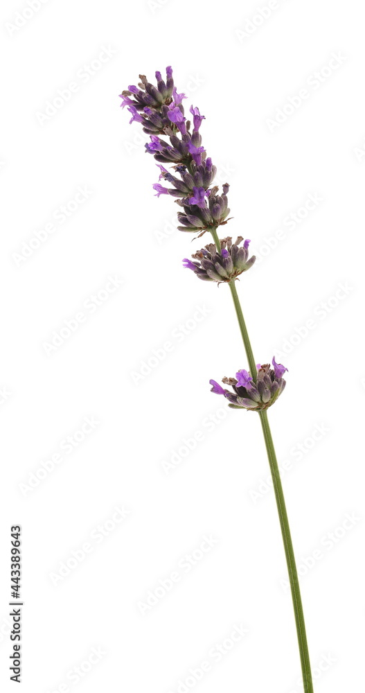 Naklejka premium Lavender flower isolated on white background, clipping path