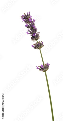 Fototapeta Naklejka Na Ścianę i Meble -  Lavender flower isolated on white background, clipping path