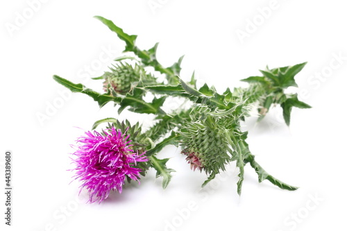 Pink burdock flowers with stem and leaves isolated on white background