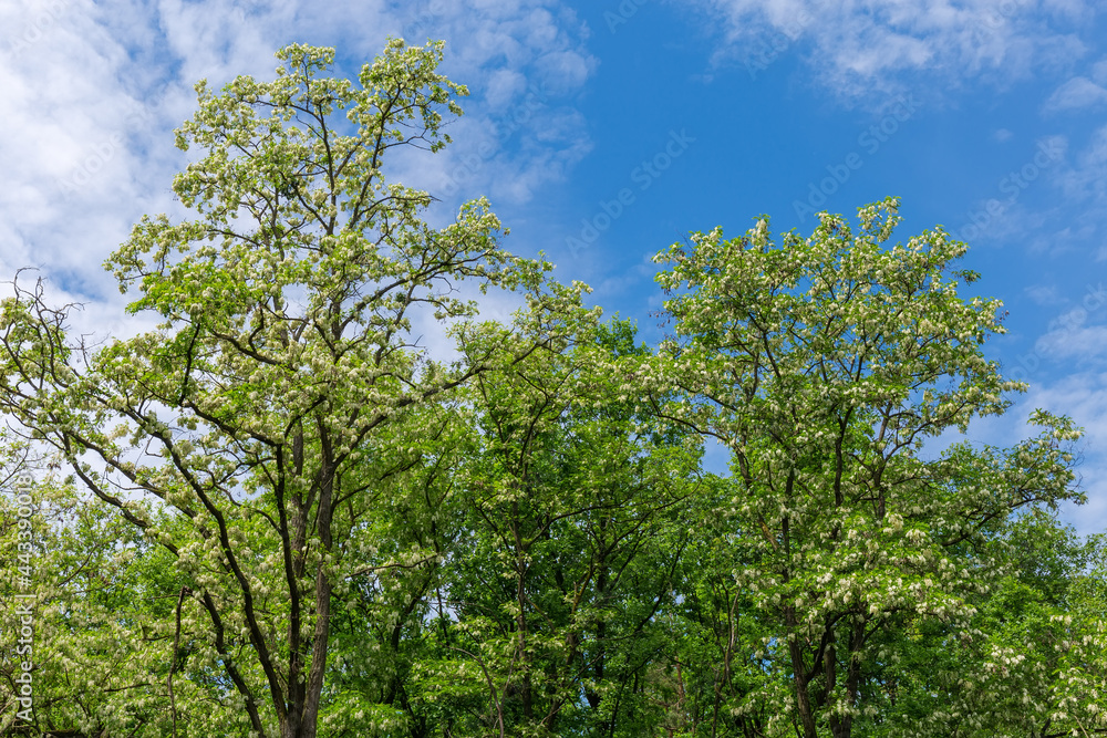 Tops of flowering old locust trees in park against sky