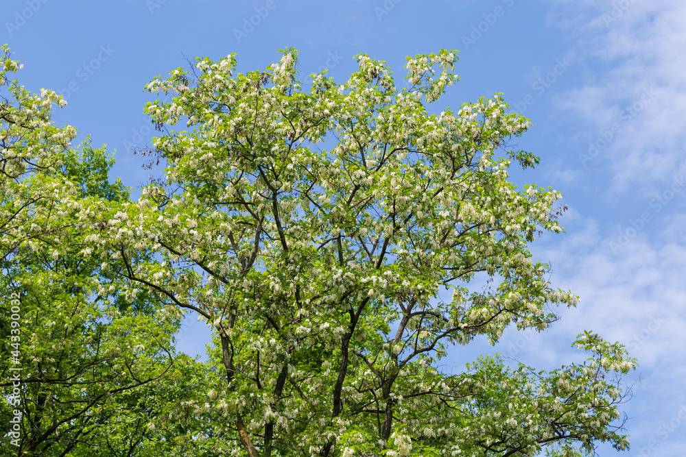 Top of flowering old locust tree in park against sky Top of flowering old locust tree in park against sky