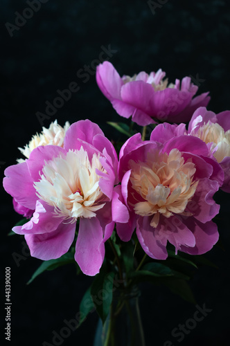 soft focus of beautiful pink and white fresh peonies in glass bottle on black background