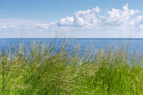 Tall wild grass on blurred background of reservoir and sky