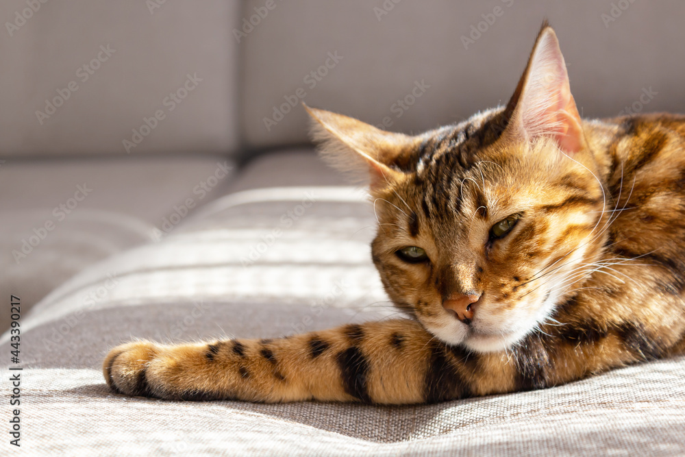 Bengal cat resting on sofa. Copy space. 
