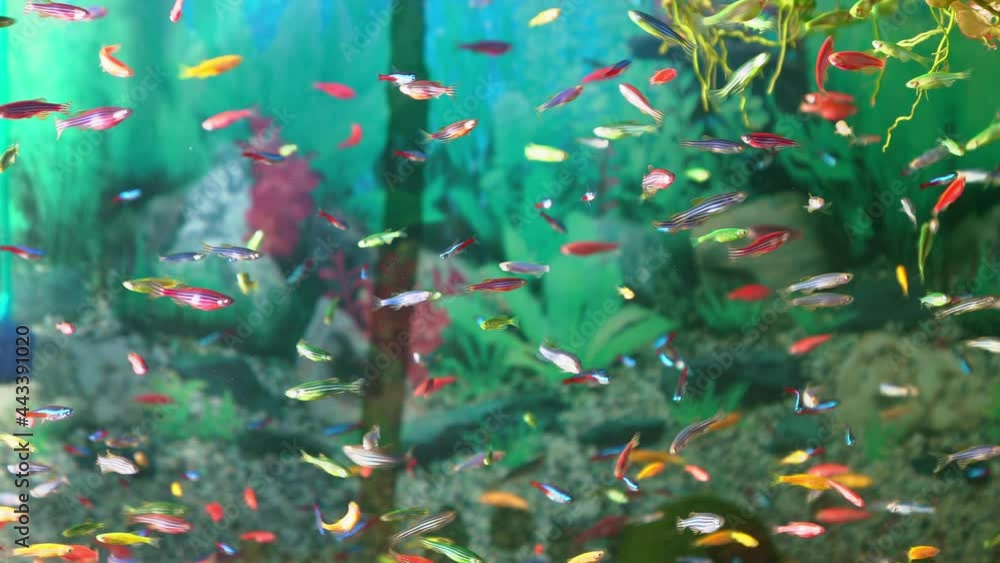 small multi-colored fish swim in the water of the aquarium. shooting through the glass. selling animals and food in a pet store. small multi-colored fish swim in the water of the aquarium. shooting through the glass. selling animals and food in a pet store.