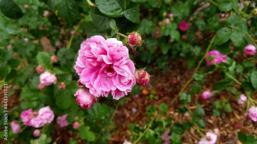 A view of a blooming fragrant rose in a park or garden after the rain A view of a blooming fragrant rose in a park or garden after the rain