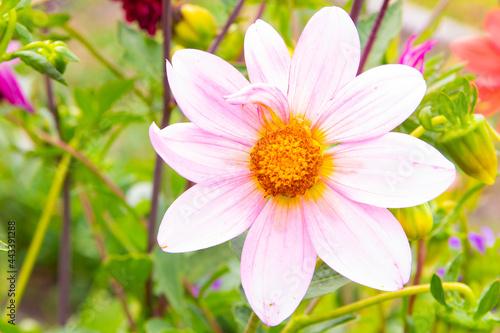 Beautiful blossoming pink zinnia chamomile flower. Summer in the garden. Close-up. Place for your text.