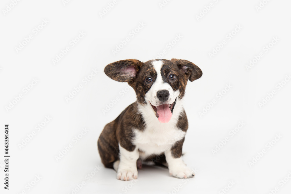 Welsh Corgi Cardigan cute fluffy dog puppies. funny animals on white background with copy space