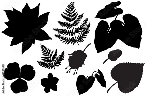 Tropical leaves collection set. Plant elements from the jungle isolated on the white background.