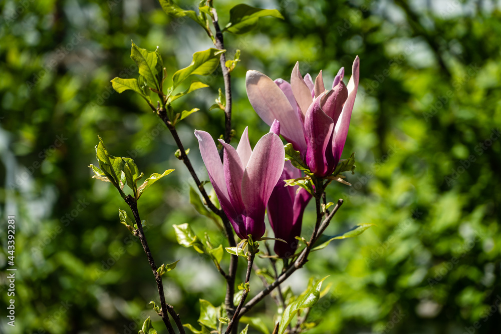 Large buds of pink flowers Susan Magnolia (Magnolia liliiflora x Magnolia stellata) on blurred background of green foliage. Selective focus. Nature concept for design. Place for your text. Spring 2021 Large buds of pink flowers Susan Magnolia (Magnolia liliiflora x Magnolia stellata) on blurred background of green foliage. Selective focus. Nature concept for design. Place for your text. Spring 2021