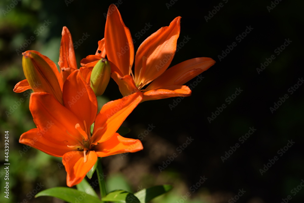 Vibrant orange liliums flowers in summer garden. Horizontal image with bokeh background, space for text.