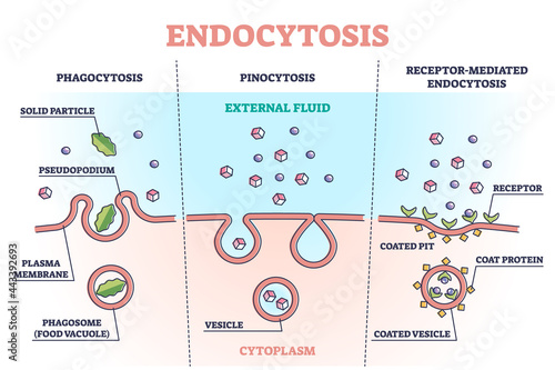Endocytosis process with closeup cell side view in anatomical outline diagram. Phagocytosis, pinocytosis or receptor mediated stages explanation vector illustration. Labeled intracellular invagination photo