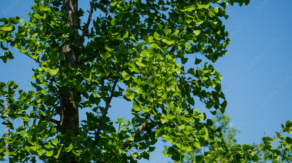 Fototapeta premium Ginkgo tree (Ginkgo biloba) or gingko with brightly green new leaves in Public landscape city park Krasnodar or Galitsky Park. Sunny spring.