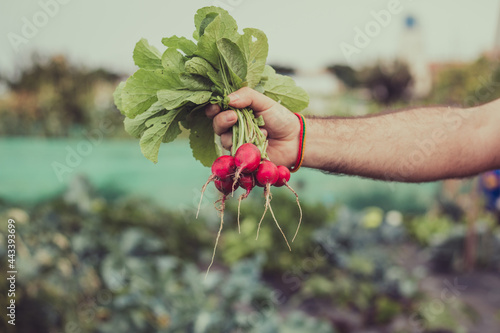 male' s hand holding freshly harvested turnips in home garden photo