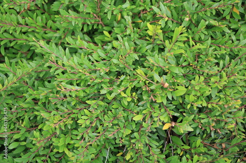 The full frame of the the green bush with many branch