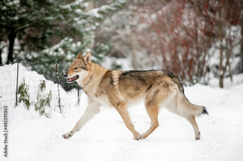 Beautiful wolf in nature in winter © Мария Старосельцева