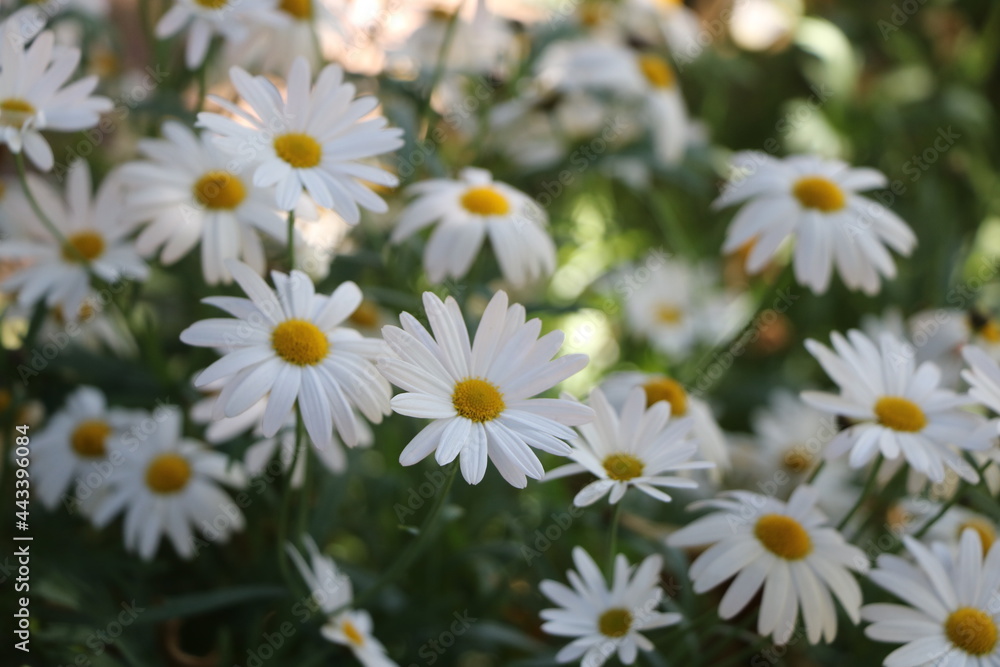 Field of white chamomile and blur background Field of white chamomile and blur background