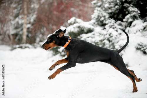 Beautiful dog Doberman breed in nature in winter