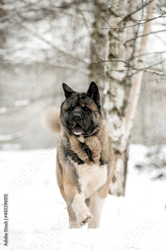 Beautiful dog in nature in winter © Мария Старосельцева