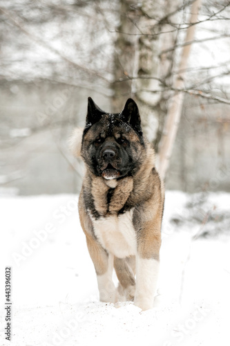 Beautiful dog in nature in winter © Мария Старосельцева