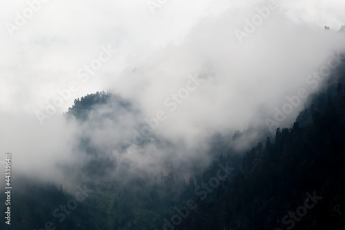 Trees in the morning fog on the mountain. Mountains background with cloud-covered pine trees.