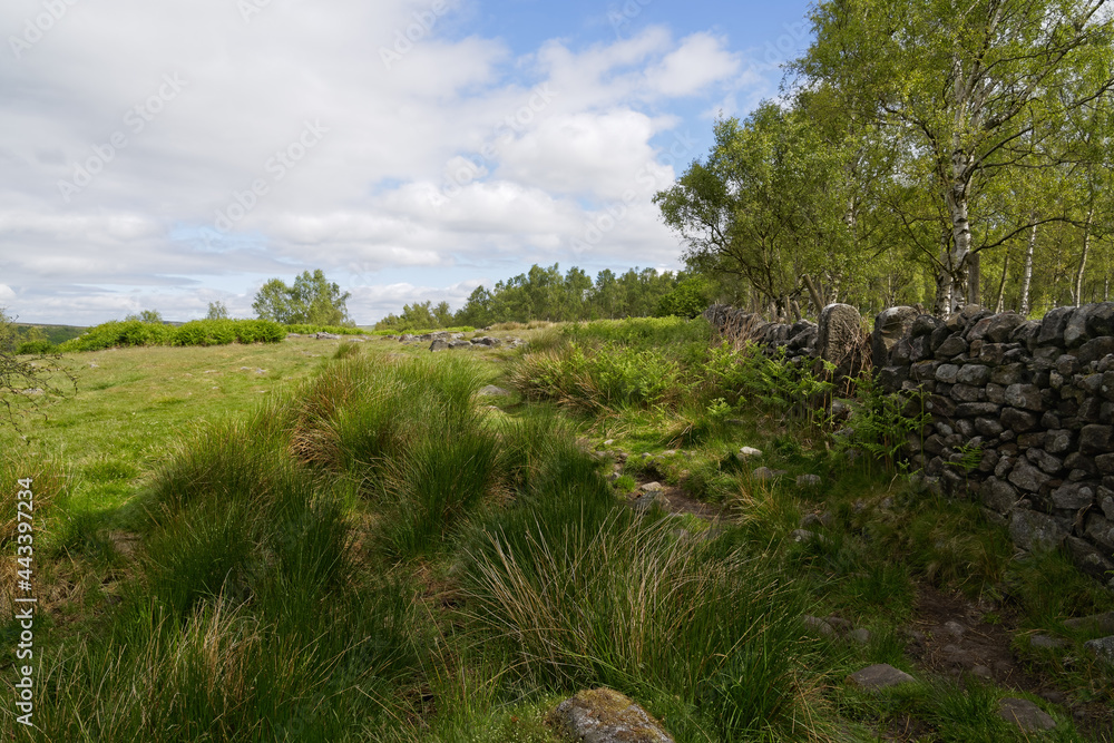 A drystone wall seperates moorland from a forest of Silver Birch