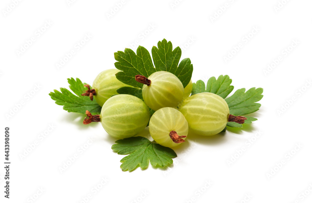 A pile of green mature gooseberry with leaves isolated on a white background. The concept of summer berries, vitamin, healthy food