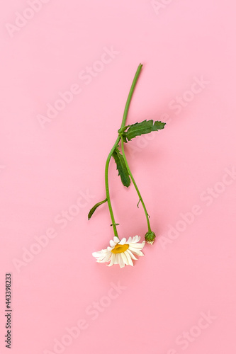 Header with white chamomile flower on a pink background. Spring tenderness composition with copy space