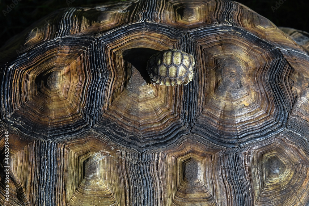 Spurred turtle outdoor in summer time Spurred turtle outdoor in summer time