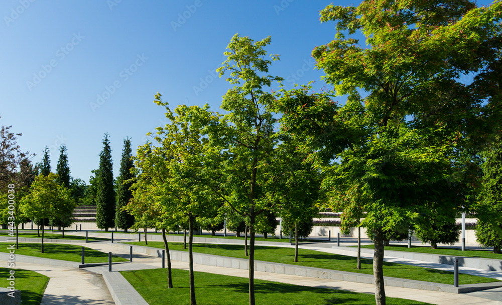 Rows of maple  Acer Palmatum Atropurpureum on blue sky background. Selective focus with copy space. Maple grows in public landscaped city park 'Krasnodar' or 'Galitsky'