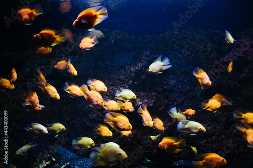 Tropical Fish in aquarium. Coral fish