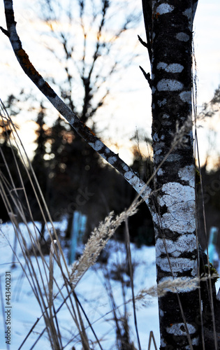 Winterwald / Wintermoods  photo