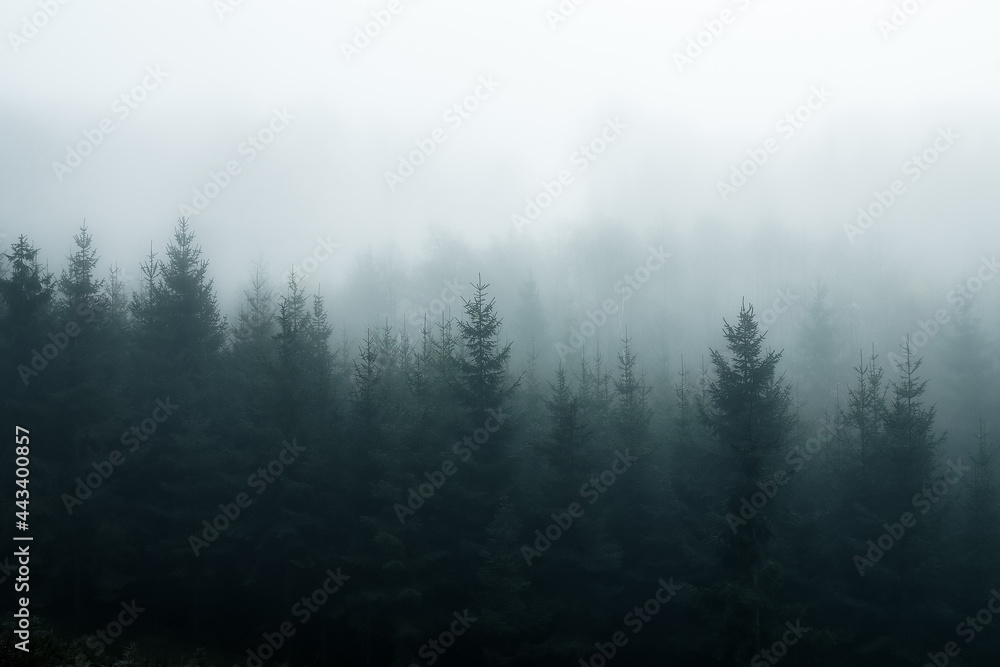 Foggy Forest. Man sieht den Wald vor lauter Nebel kaum noch.