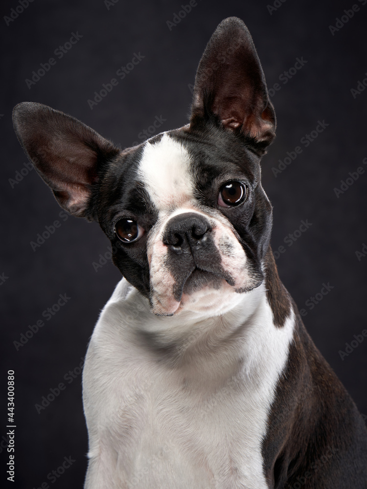 charming portrait of a Boston terrier on a dark background. Pet in the studio