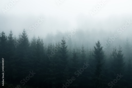 Foggy Forest. Man sieht den Wald vor lauter Nebel kaum noch. © Joris Machholz
