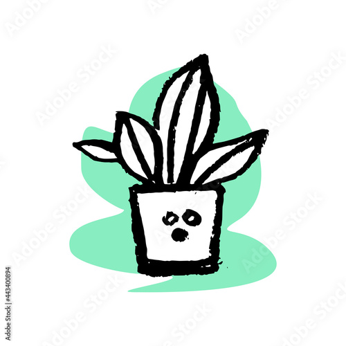 flower in a pot for home - isolate on a white background. to grow plants. garden