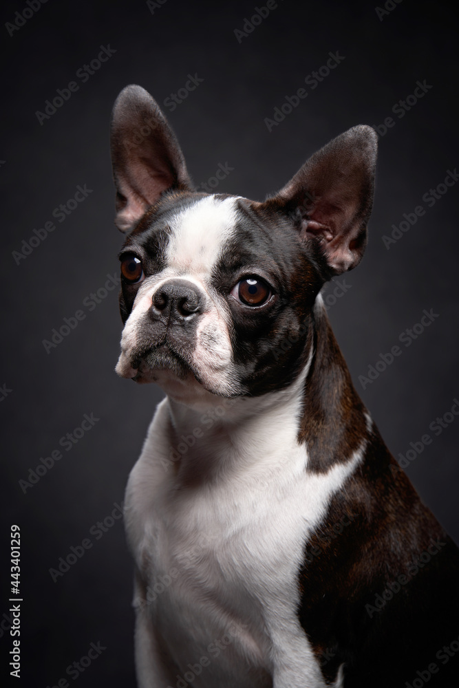 charming portrait of a Boston terrier on a dark background. Pet in the studio charming portrait of a Boston terrier on a dark background. Pet in the studio