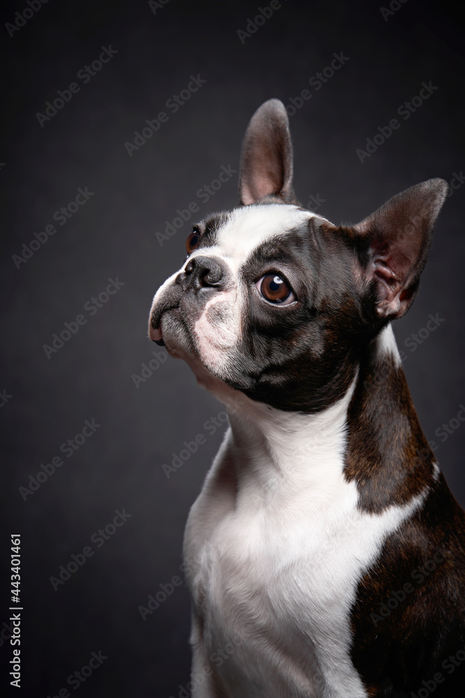 charming portrait of a Boston terrier on a dark background. Pet in the studio