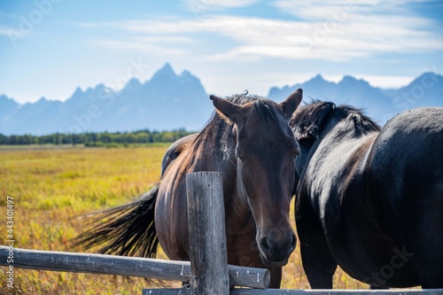 A pack of horses in Grand Teton National Park, Wyoming