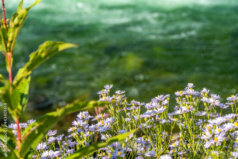 Obraz premium A purple wildflowers in Grand Teton National Park, Wyoming