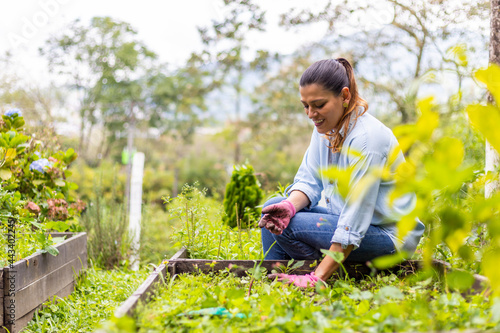 woman sitting in her vegetable garden weeding and cleaning photo