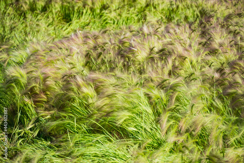 Close-up of colorful  Foxtail Barley  Hordeum jubatum    bobtail or    squirreltail barley in sunny day. Lawn with fluffy Barley grass in public landscape city park Krasnodar or Galitsky.