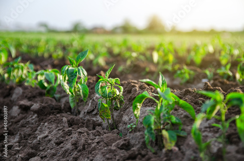 Young freshly planted sweet pepper seedlings in a farm field. Growing vegetables outdoors on open ground. Farming, agriculture landscape. Agroindustry. Plant care and cultivation.