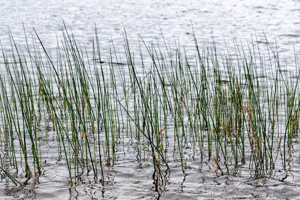 Closeup of dark green grass growing up from a lake. Dark, almost silhouette view. Small waves. Closeup of dark green grass growing up from a lake. Dark, almost silhouette view. Small waves.