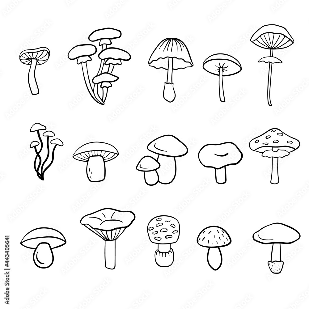 Mushroom hand drawn vector illustration. Isolated Sketch food drawing. Organic vegetarian product for menu, label, packaging